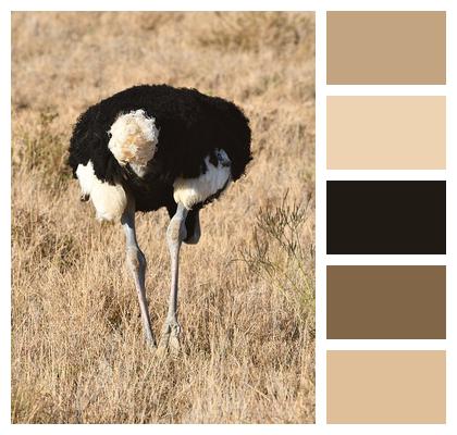 Bird Animal Somali Ostrich Male Image